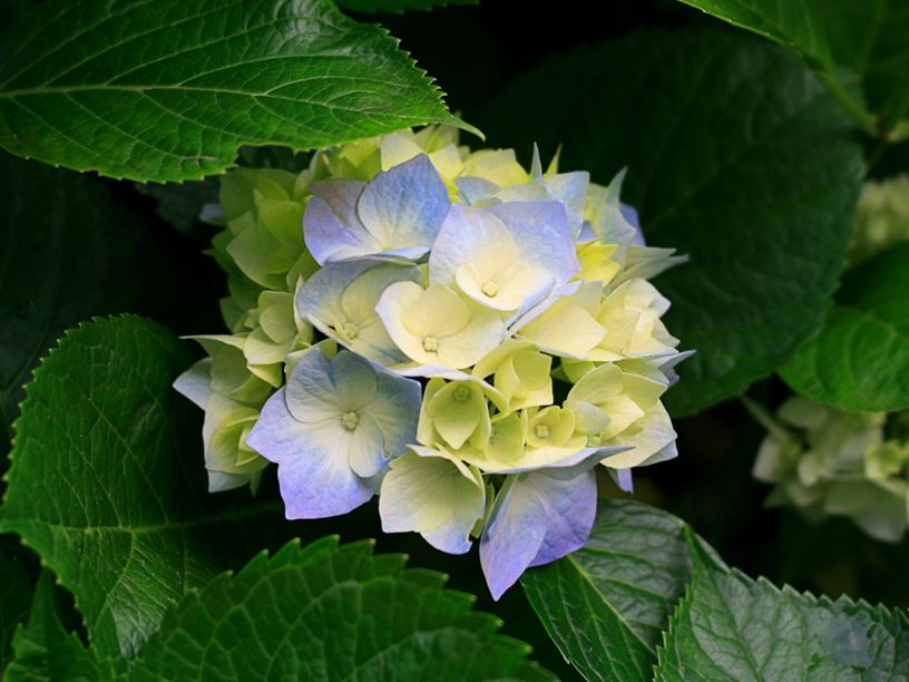 Picture from the greenhouse